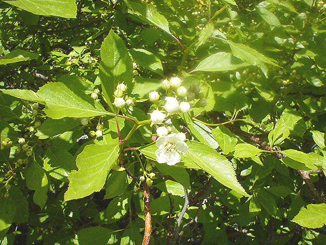 River Hawthorn (Crataegus rivularis) - PlantNative.org River Hawthorn (Crataegus rivularis) branch with toothed, lobed leaves and clusters of small white five-petaled flowers