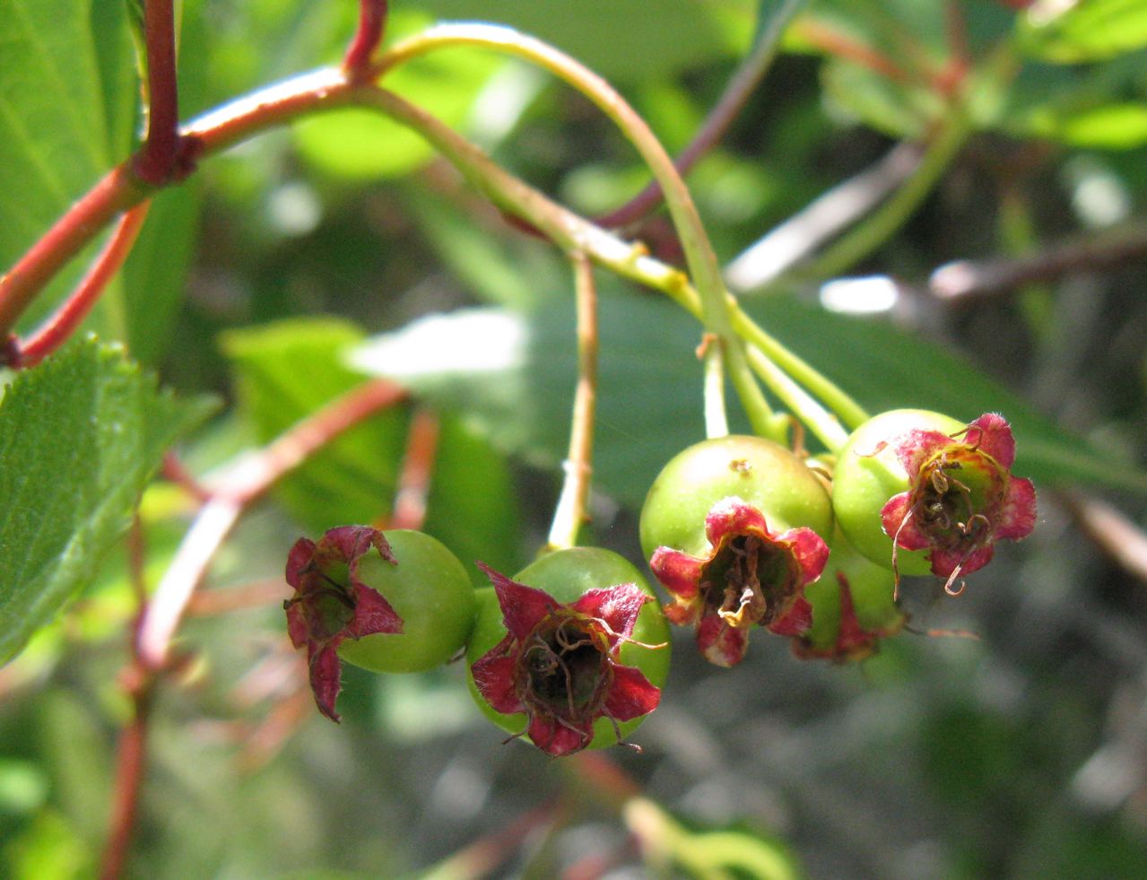 River Hawthorn (Crataegus rivularis) - PlantNative.org Developing River Hawthorn (Crataegus rivularis) fruit, green with reddish calyx lobes, hanging in small clusters