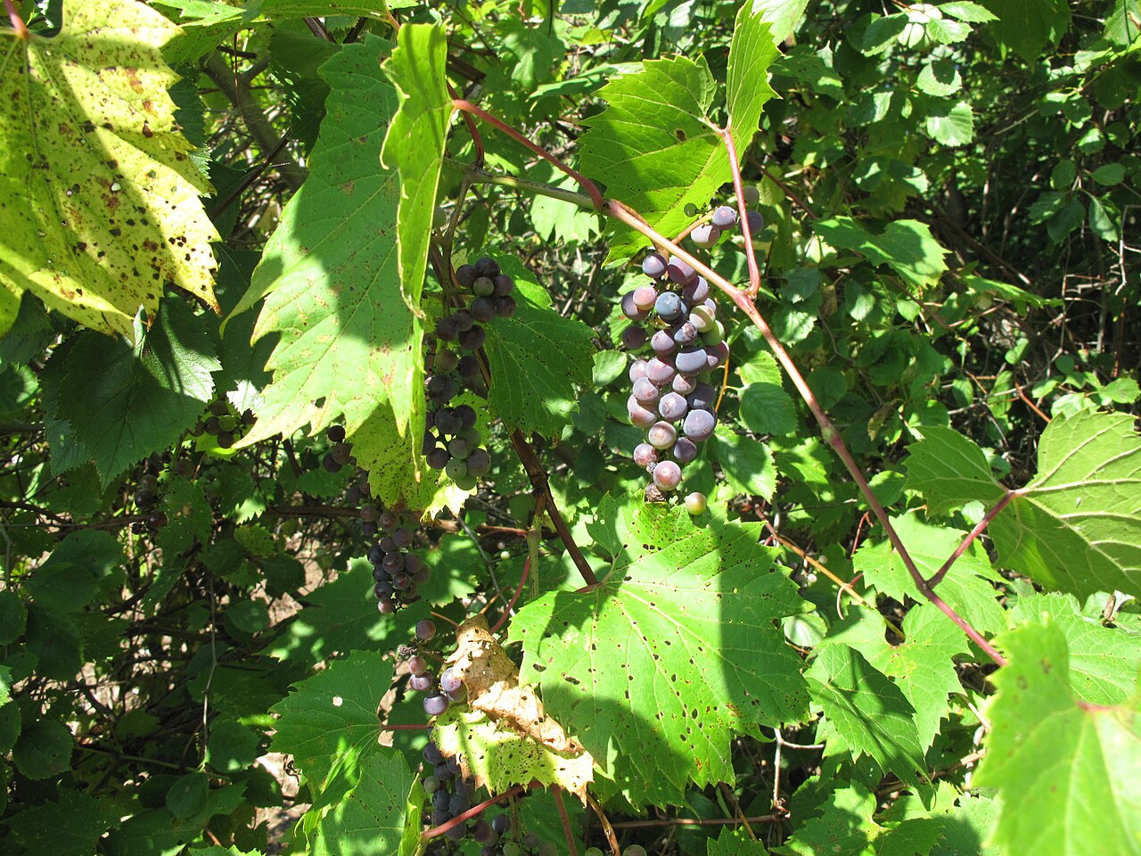 Riverbank Grape (Vitis riparia) - PlantNative.org Clusters of ripening Riverbank Grape fruit hanging among the vine's lobed leaves