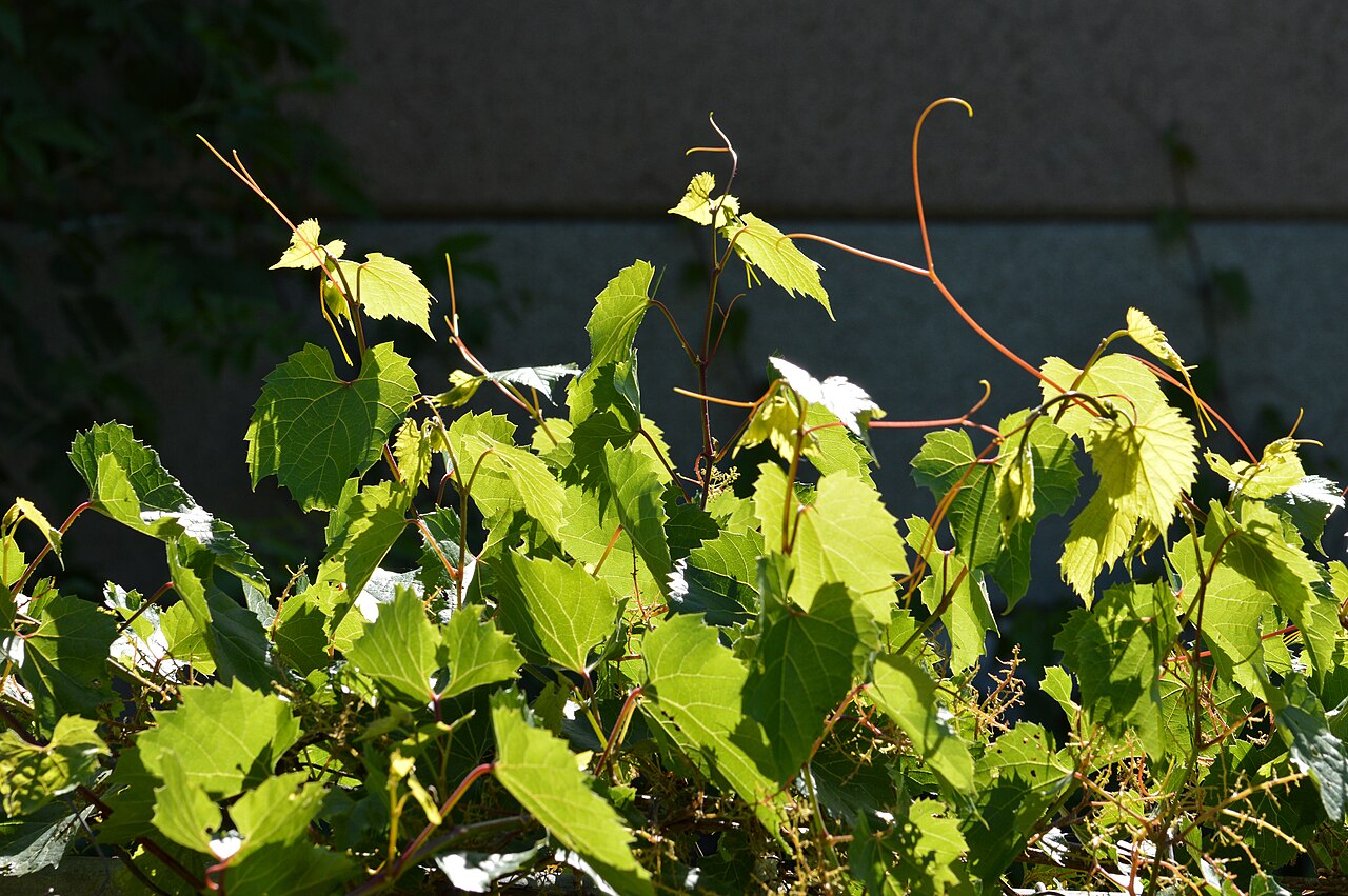 Riverbank Grape (Vitis riparia) - PlantNative.org Riverbank Grape (Vitis riparia) vine with lobed leaves and curling tendrils climbing over a wall