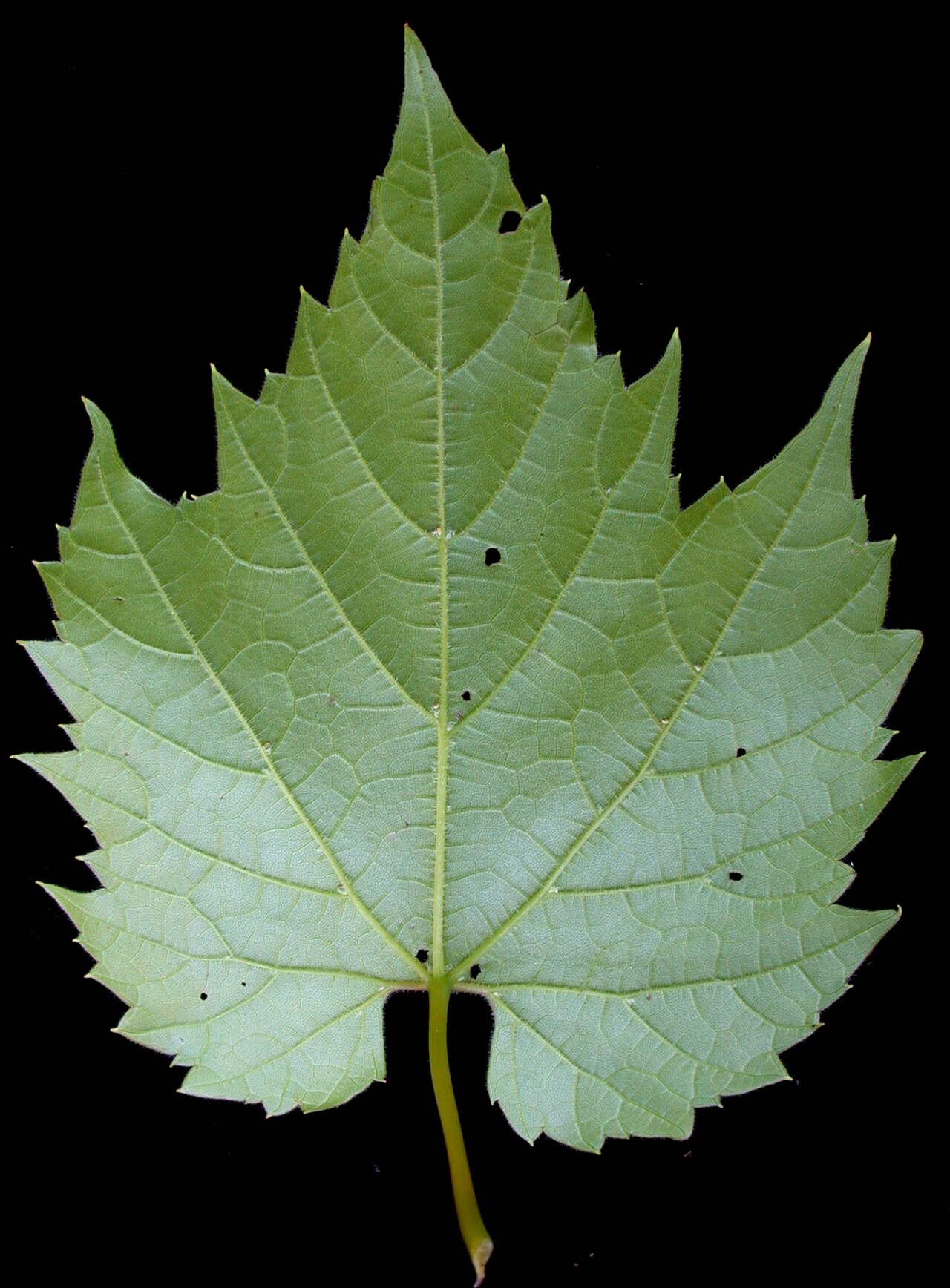 Riverbank Grape (Vitis riparia) - PlantNative.org Underside of a Riverbank Grape leaf showing the three-lobed shape, coarse marginal teeth, and prominent palmate veins