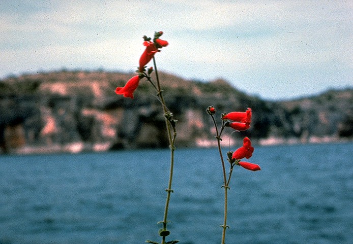 Rock Penstemon (Penstemon baccharifolius) - PlantNative.org Rock Penstemon with red tubular flowers growing on a limestone bluff above a lake in the Texas Hill Country