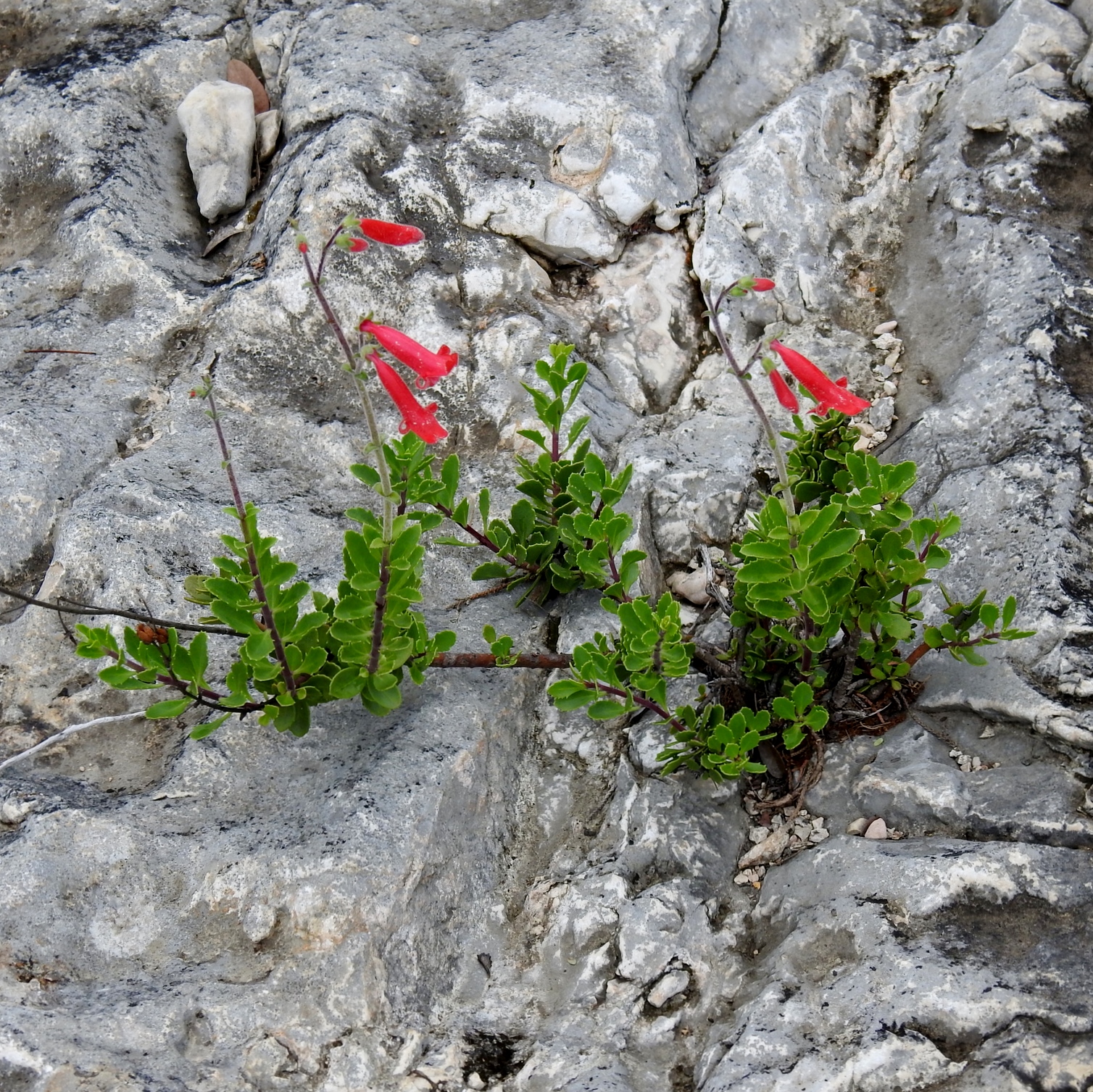 Rock Penstemon (Penstemon baccharifolius) - PlantNative.org Rock Penstemon (Penstemon baccharifolius) growing directly from a crack in a limestone rock face, with small evergreen leaves and red tubular flowers