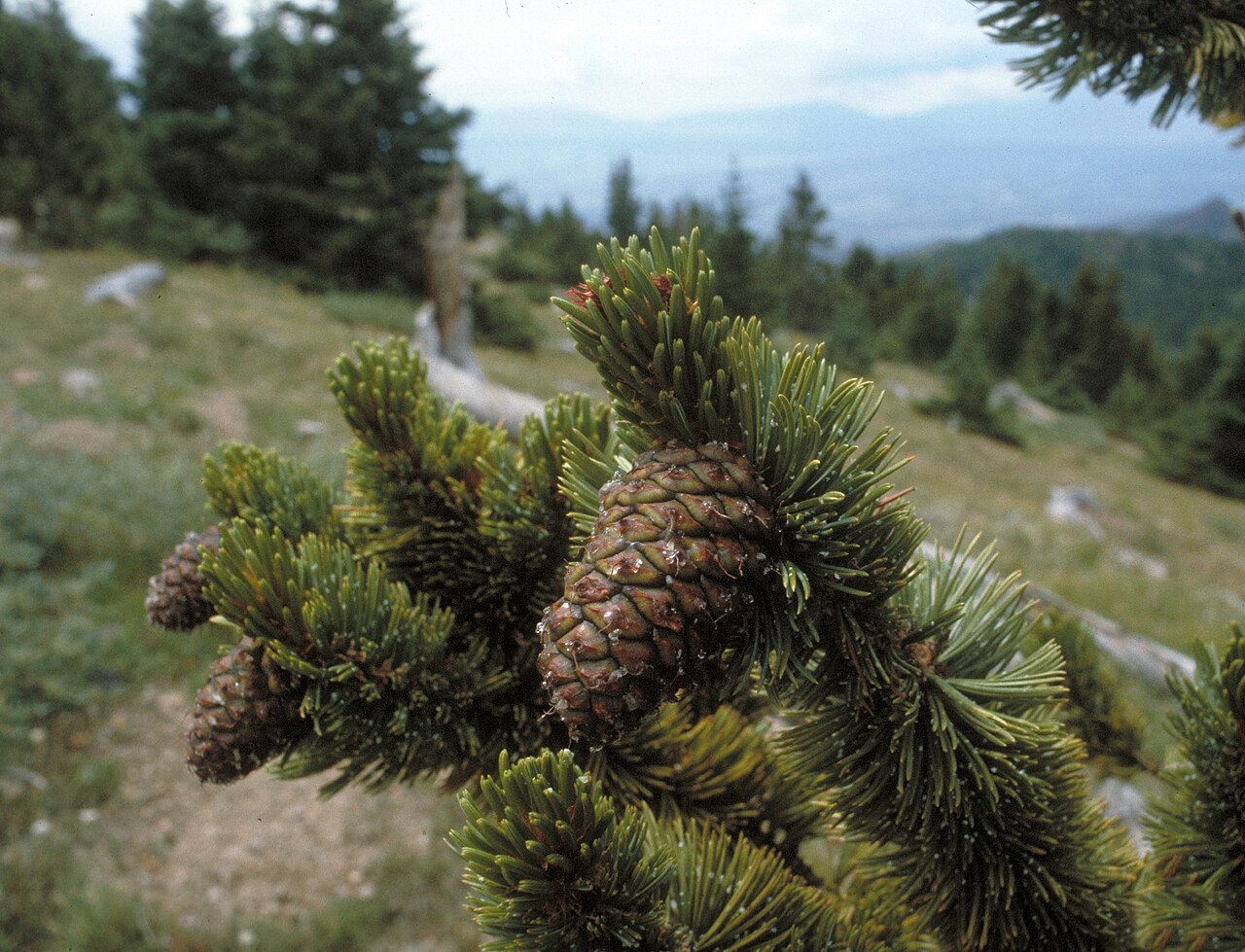 Close-up of Rocky Mountain Bristlecone Pine (Pinus aristata) needles and bristled cones