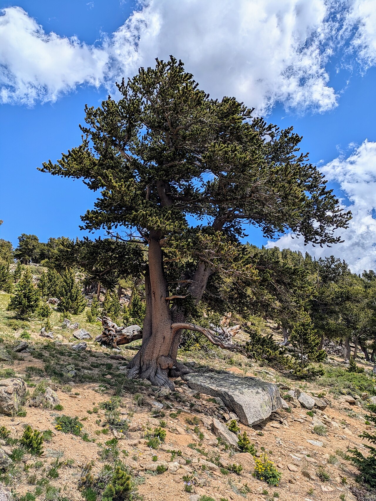 Rocky Mountain Bristlecone Pine (Pinus aristata) full tree growing among rocks near treeline in Colorado