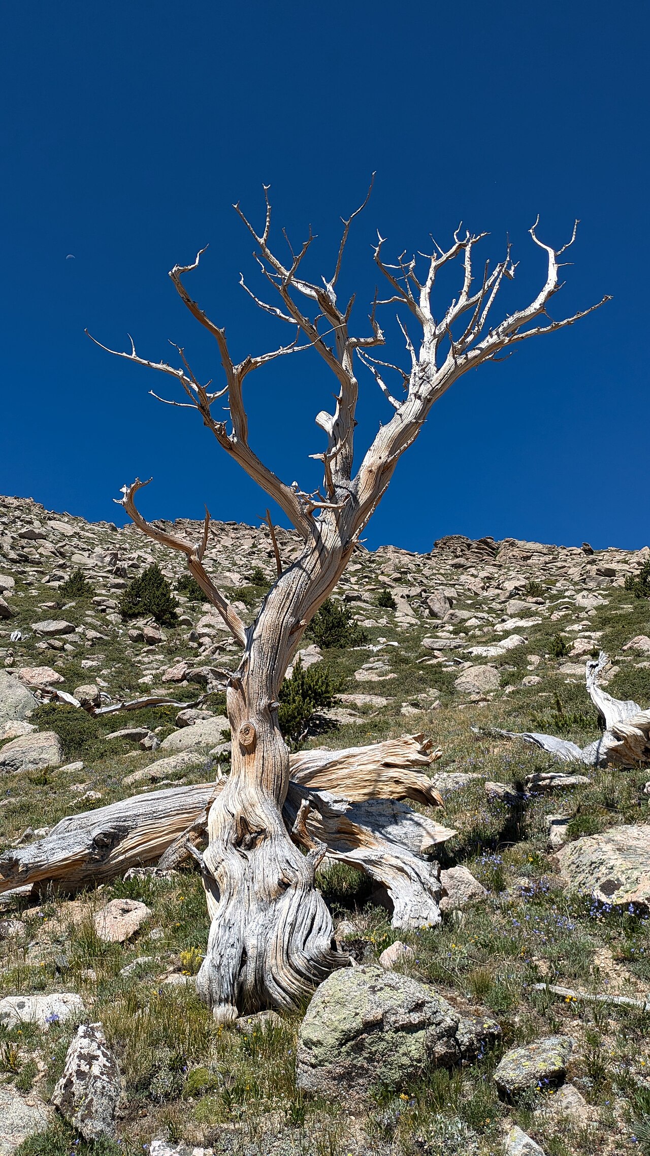 Weathered, ancient Rocky Mountain Bristlecone Pine snag near timberline in Colorado