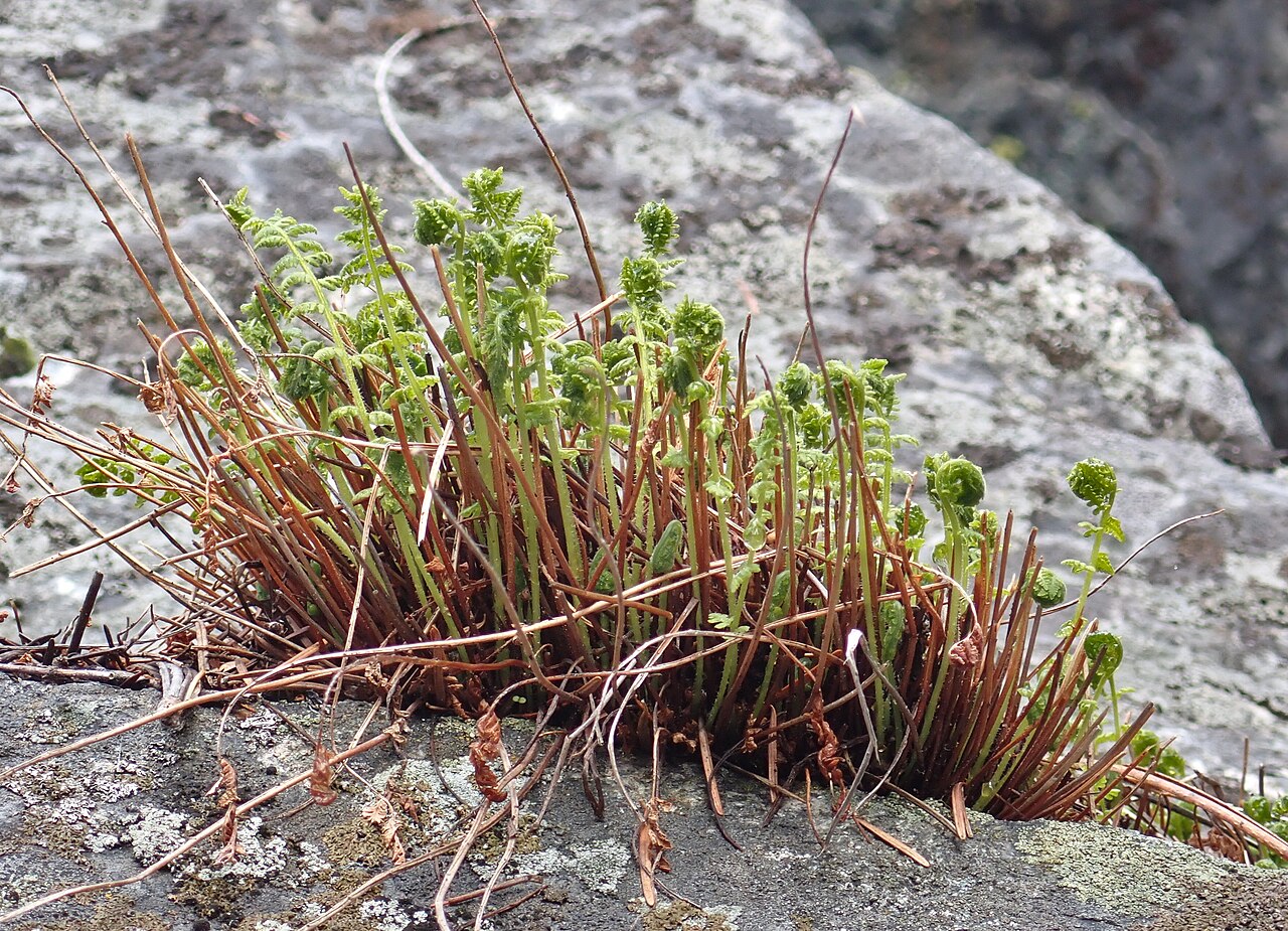 Rocky Mountain woodsia (Woodsia scopulina) tightly coiled new fronds unfurling in spring from a rocky crevice