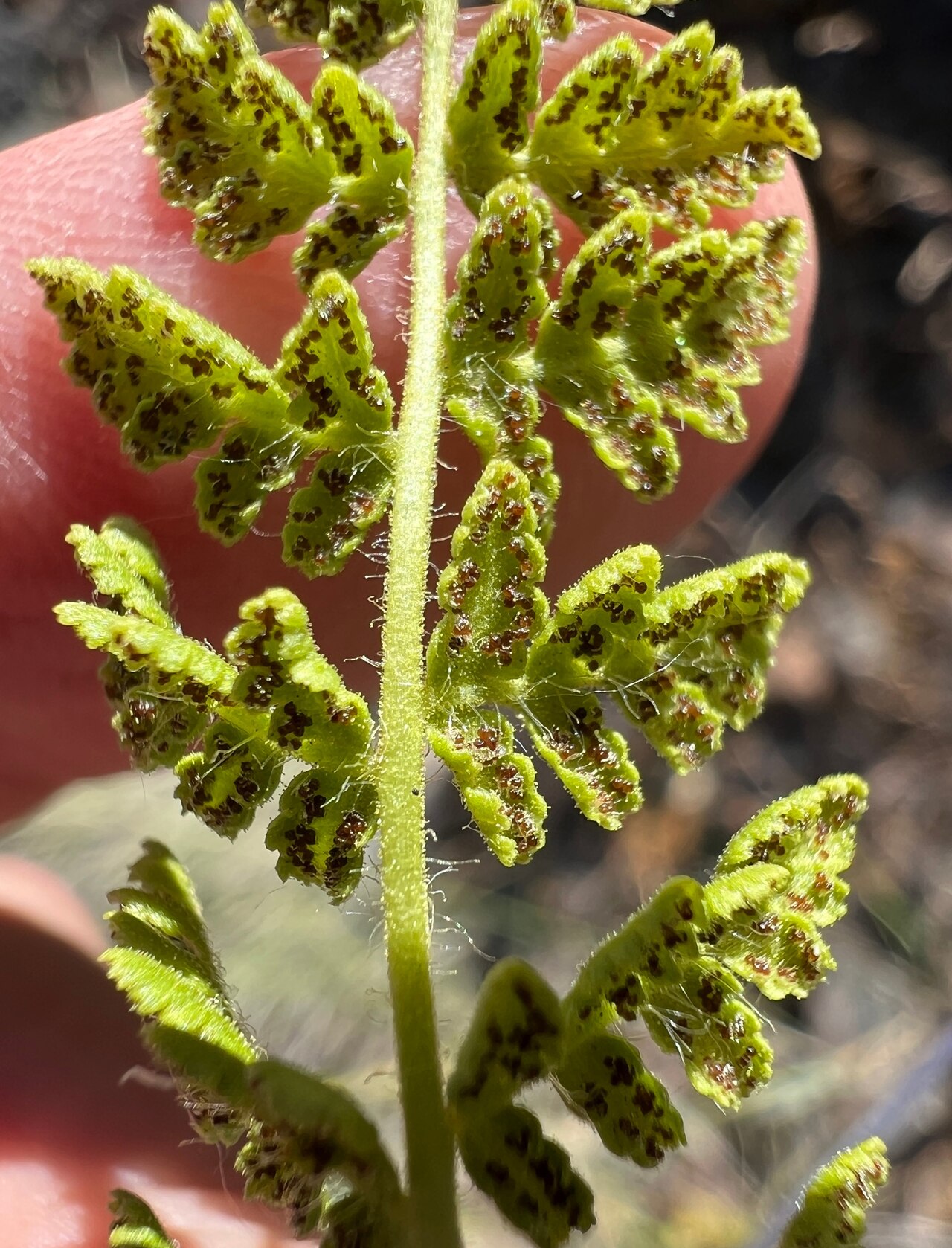 Close-up of the underside of a Rocky Mountain woodsia (Woodsia scopulina) frond showing round spore-bearing sori and the characteristic hairy rachis