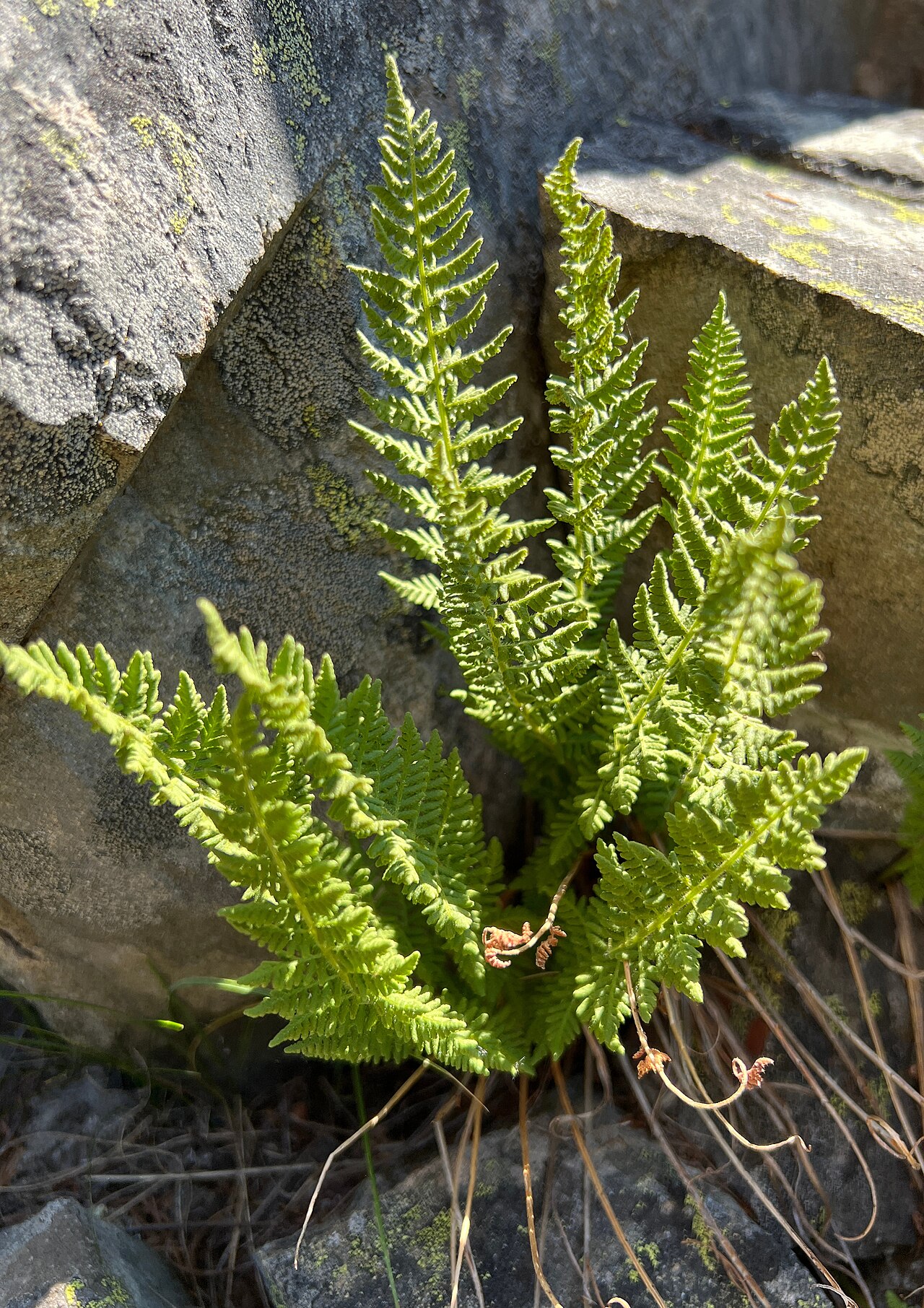 Rocky Mountain woodsia (Woodsia scopulina) fern growing directly out of a rock crevice between lichen-covered boulders