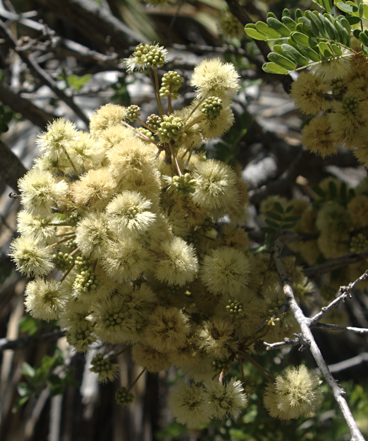 Roemer's Acacia (Senegalia roemeriana) - PlantNative.org Roemer's acacia (Senegalia roemeriana) branch covered in round, cream-colored flower puffs and feathery compound leaves