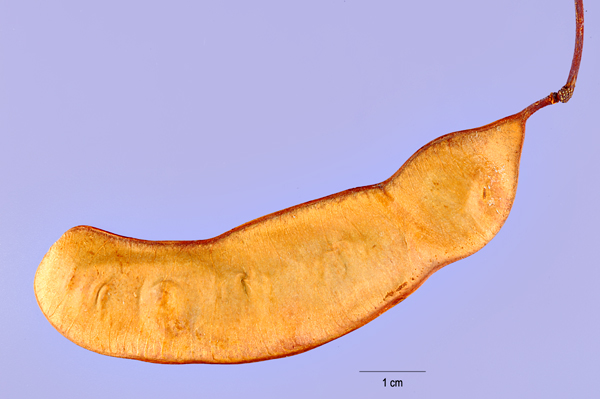 Roemer's Acacia (Senegalia roemeriana) - PlantNative.org Flat, curved, leathery brown seed pod of Roemer's acacia (Senegalia roemeriana)