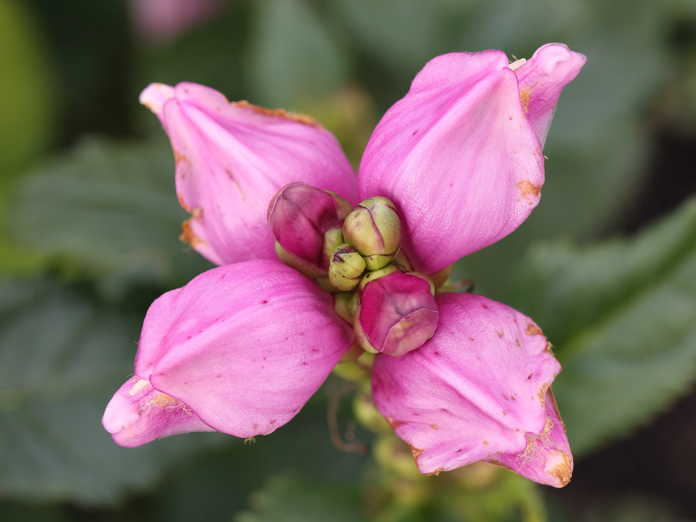 Rose Turtlehead (Chelone obliqua) - PlantNative.org Rose turtlehead growing with multiple pink flower spikes at a botanical garden