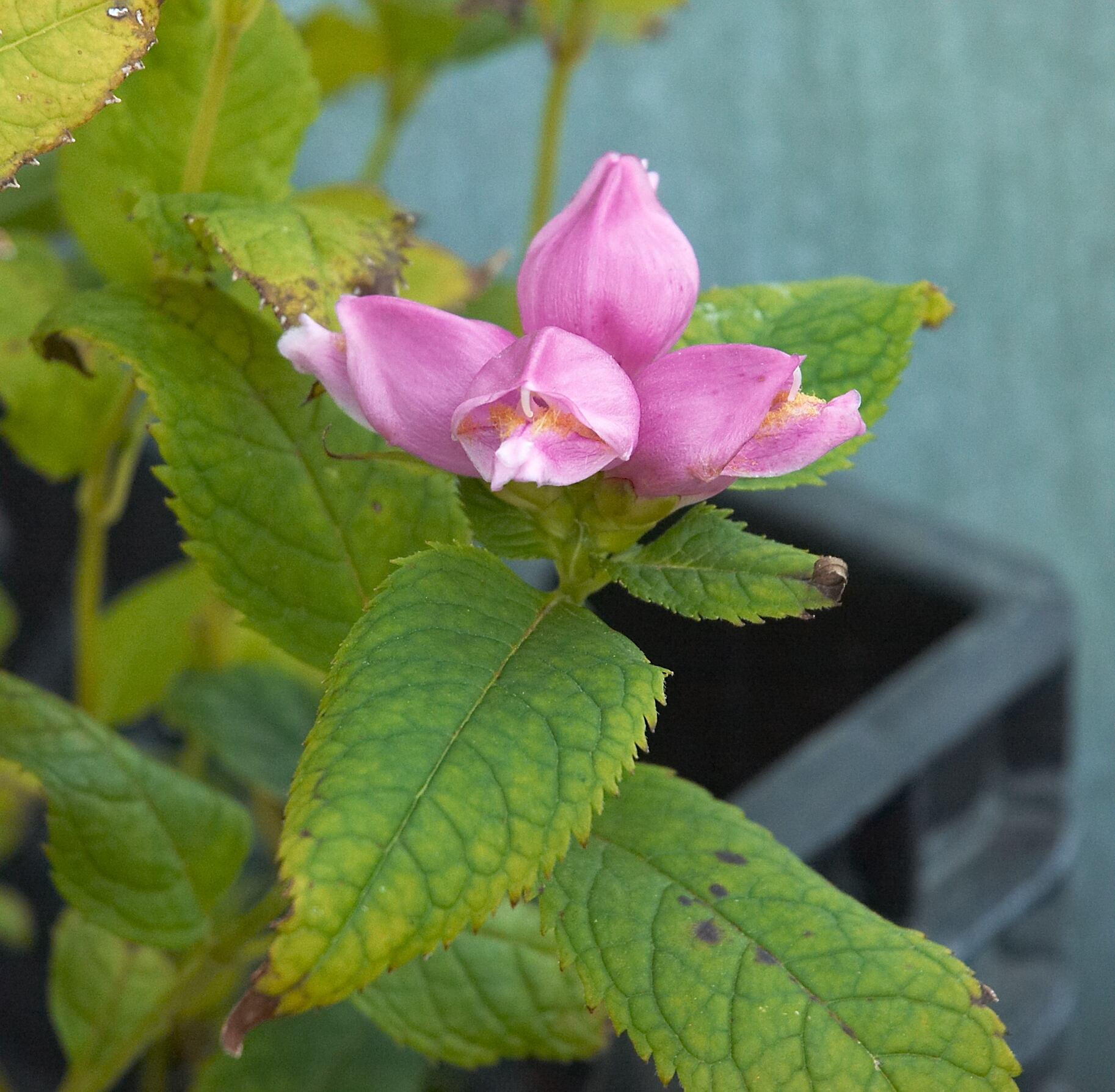 Rose Turtlehead (Chelone obliqua) - PlantNative.org Rose turtlehead (Chelone obliqua) stem with pink hooded flower and toothed lance-shaped leaves