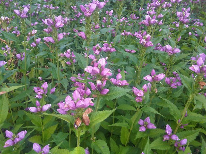 Rose Turtlehead (Chelone obliqua) - PlantNative.org Close-up of rose turtlehead flower showing hooded, two-lipped pink petals