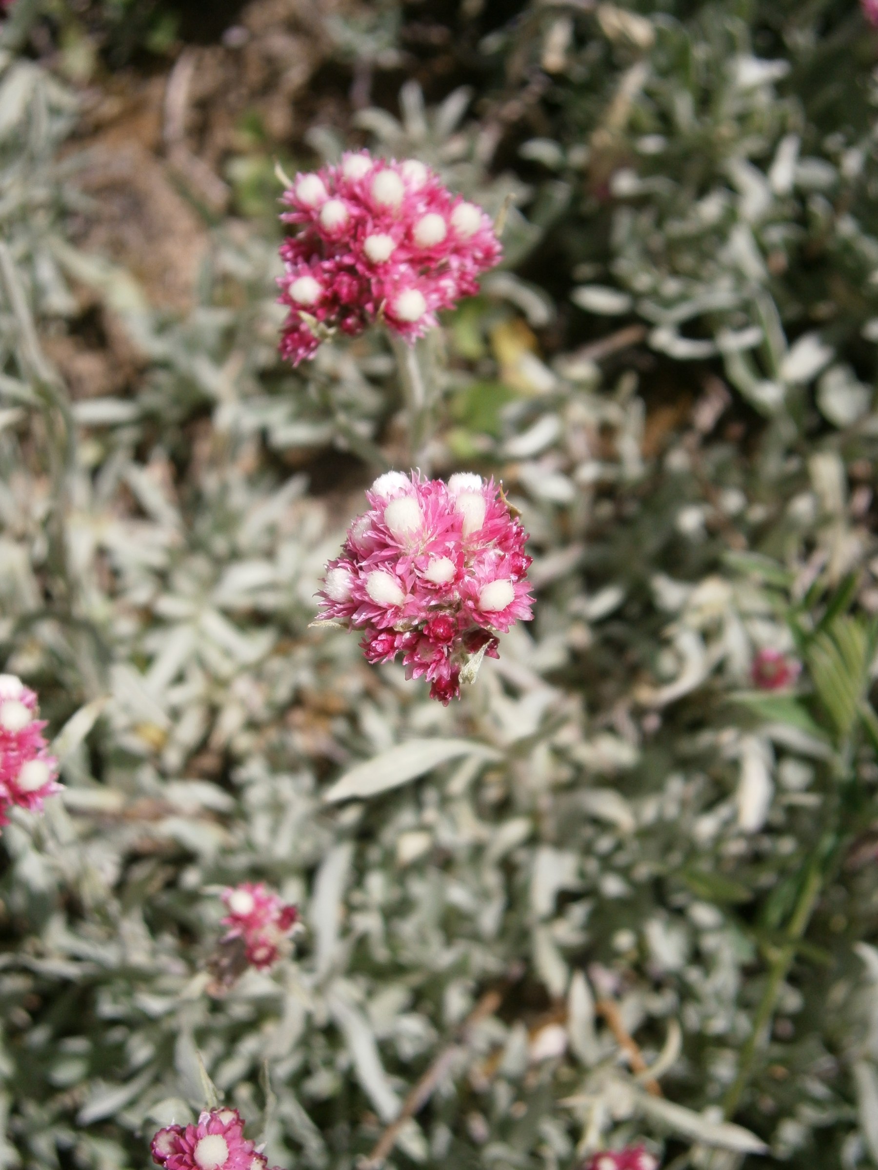 Rosy Pussytoes (Antennaria rosea) - PlantNative.org Rosy Pussytoes (Antennaria rosea) mat-forming colony with silvery-gray leaves and clusters of rose-pink flowerheads