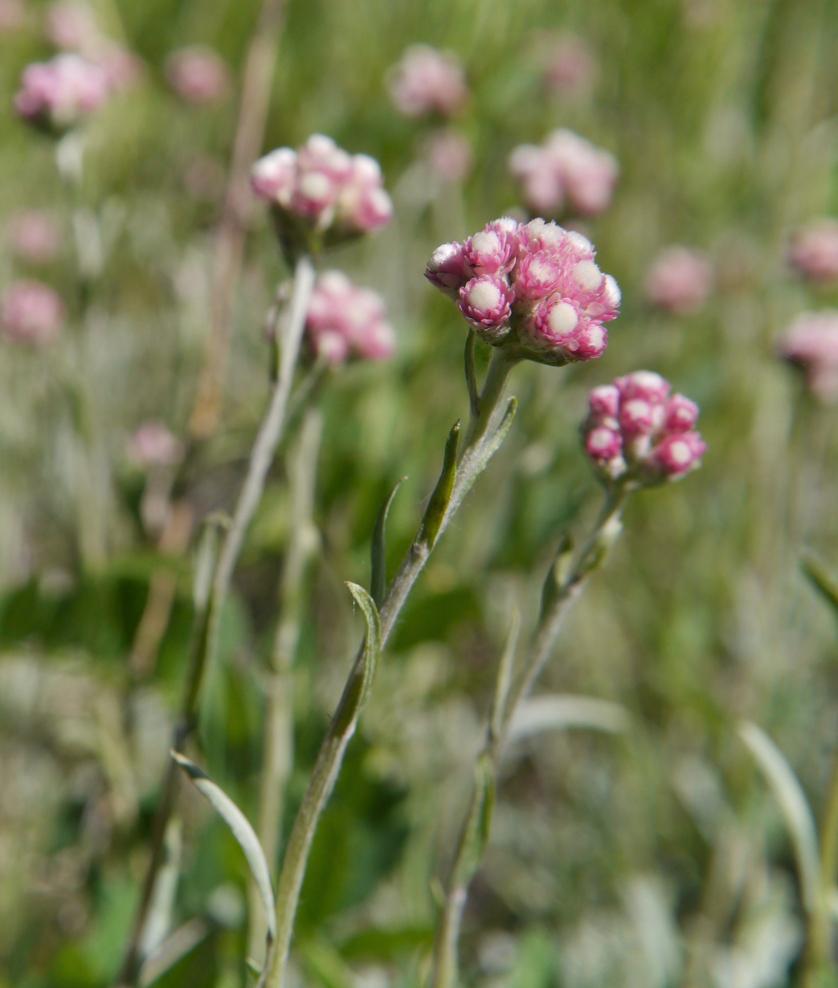 Rosy Pussytoes (Antennaria rosea) - PlantNative.org Rosy Pussytoes (Antennaria rosea) growing in a mountain meadow near Squilchuck State Park, Chelan County, Washington