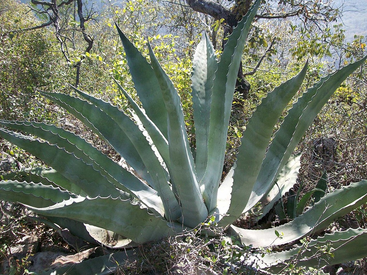 Rough Agave (Agave scabra) - PlantNative.org Large Rough Agave (Agave scabra / Agave asperrima) rosette with broad, scalloped-edged blue-gray leaves growing among brush in northeastern Mexico, near the Texas border