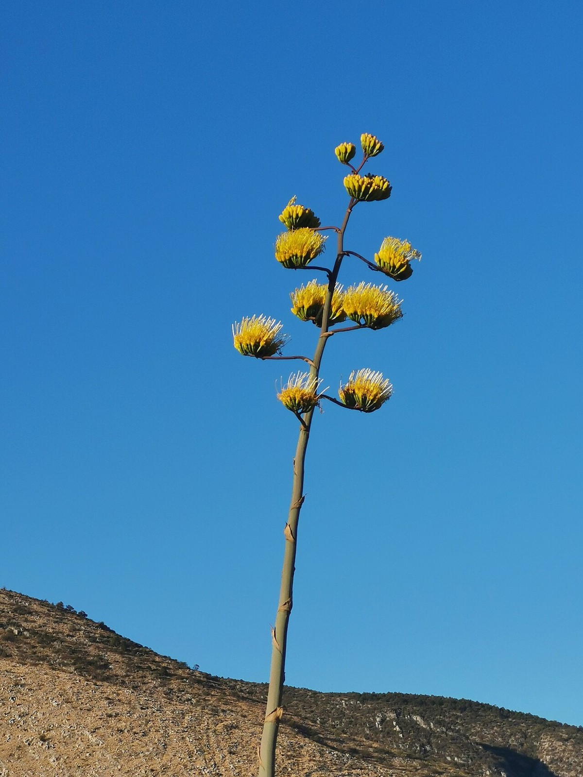 Rough Agave (Agave scabra) - PlantNative.org Tall branched yellow flower stalk of Rough Agave (Agave scabra / Agave asperrima) rising above a rocky hillside in northeastern Mexico