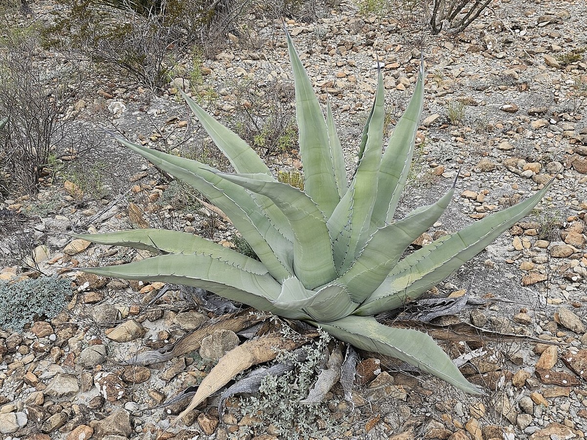 Rough Agave (Agave scabra) - PlantNative.org Rough Agave (Agave scabra / Agave asperrima) rosette growing among gravel and small desert shrubs in rocky habitat