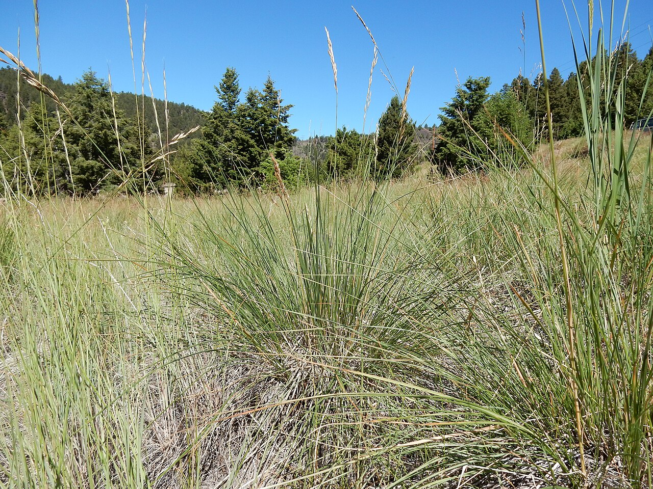 Rough Fescue (Festuca campestris) growing as a dense bunchgrass clump in a montane grassland near Durant Canyon, Montana