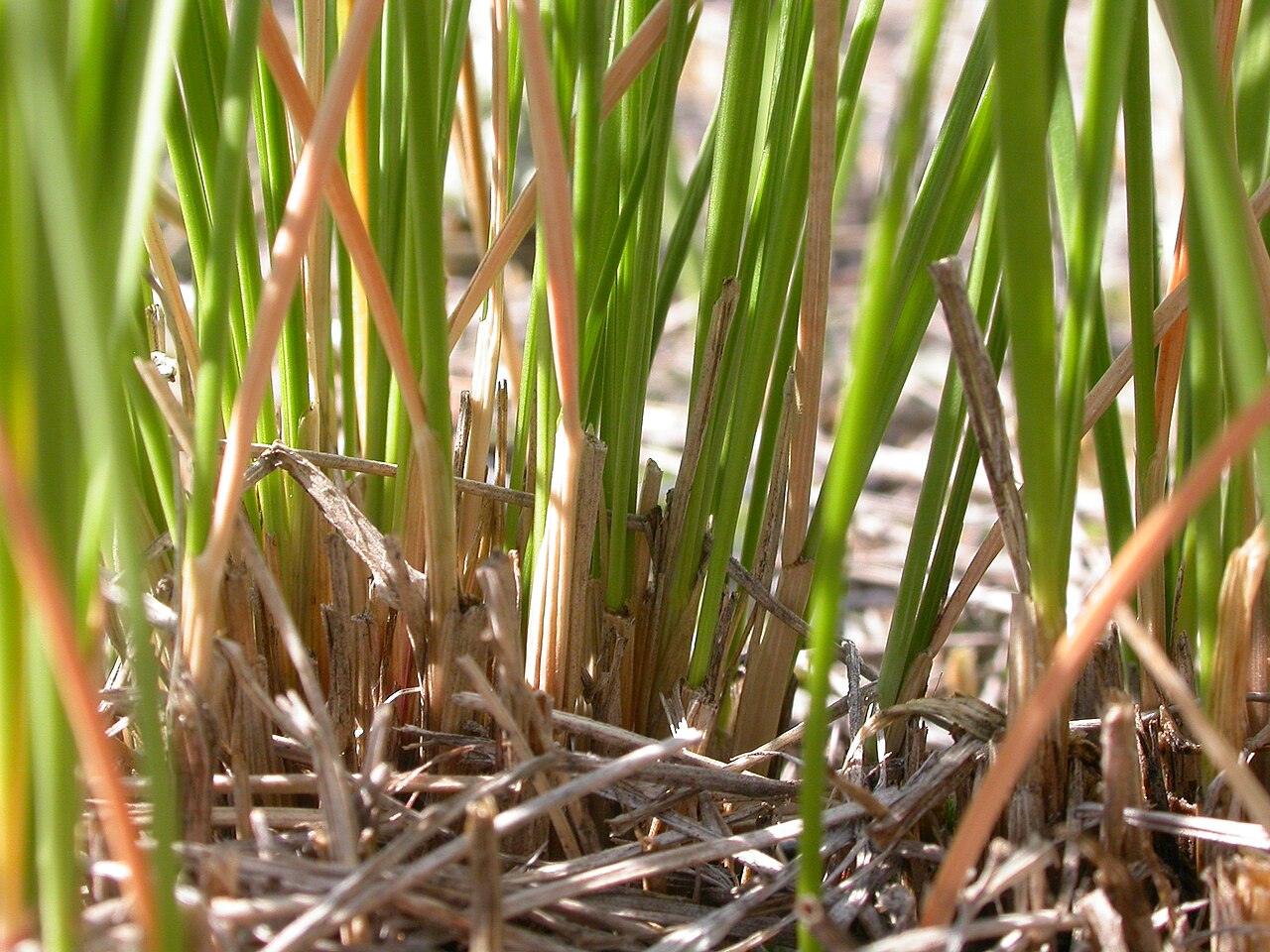 Base of a Rough Fescue (Festuca campestris) clump showing the persistent tan leaf sheaths and thatch characteristic of the species