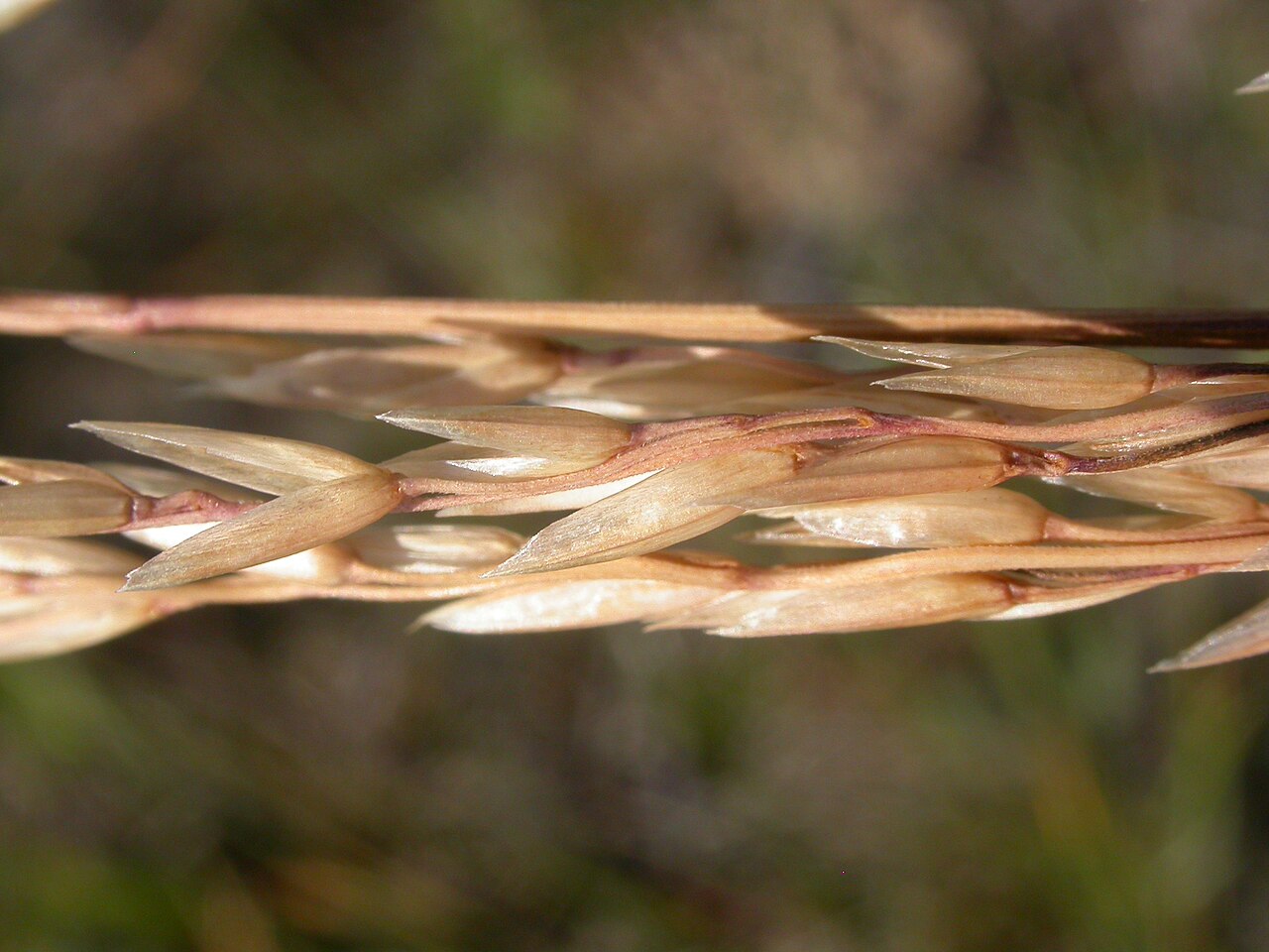 Close-up of Rough Fescue (Festuca campestris) spikelets showing the unawned to short-awned lemmas typical of the species