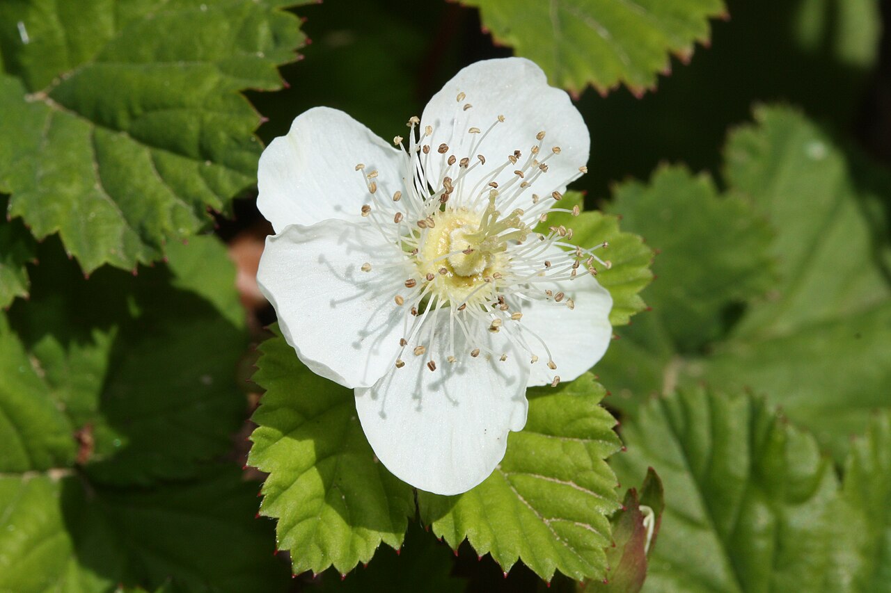 Roughfruit Berry (Rubus lasiococcus) - PlantNative.org Roughfruit Berry (Rubus lasiococcus) white five-petaled flower with numerous stamens surrounded by toothed leaves