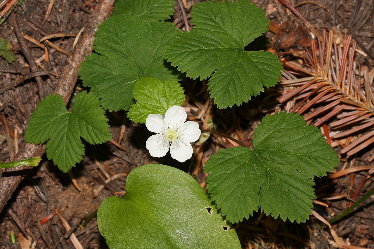 Roughfruit Berry (Rubus lasiococcus) - PlantNative.org Roughfruit Berry (Rubus lasiococcus) trailing mat of leaves and a single white flower on the forest floor among conifer duff
