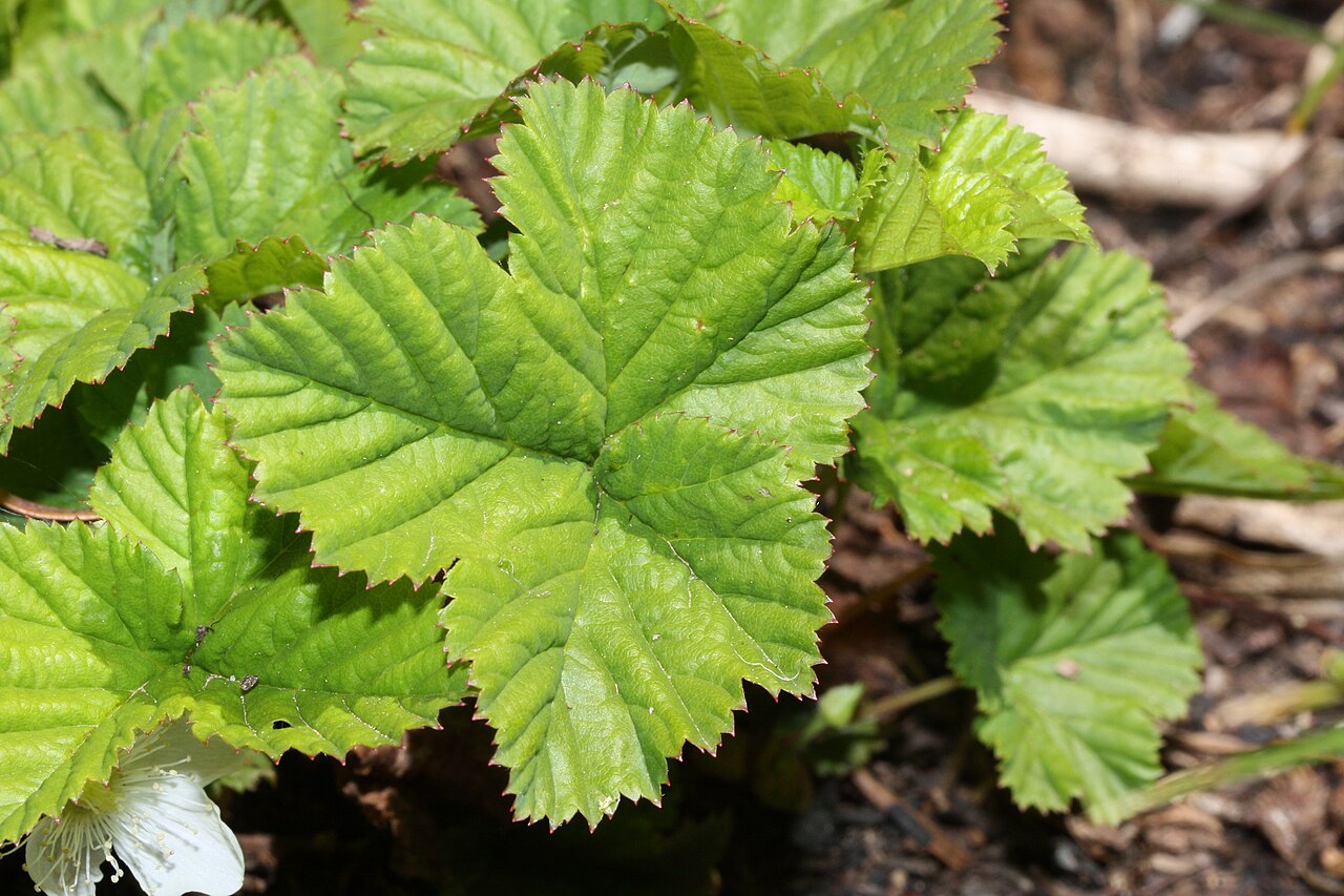 Roughfruit Berry (Rubus lasiococcus) - PlantNative.org Close-up of Roughfruit Berry (Rubus lasiococcus) three-lobed, heart-based leaves with coarsely toothed margins
