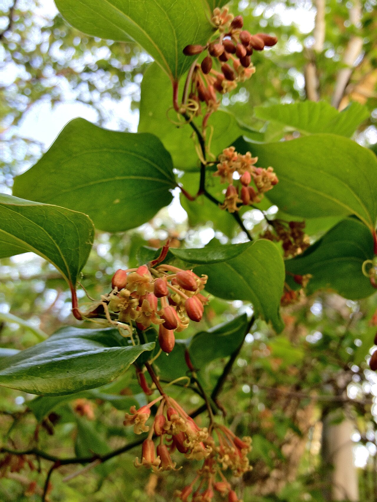 Roundleaf Greenbrier (Smilax rotundifolia)