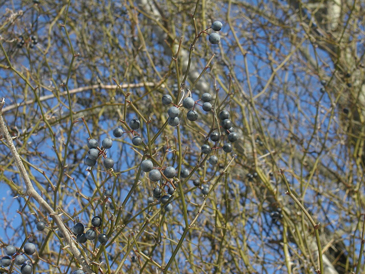 Roundleaf Greenbrier (Smilax rotundifolia) - PlantNative.org Clusters of blue-black roundleaf greenbrier (Smilax rotundifolia) berries persisting on bare winter stems
