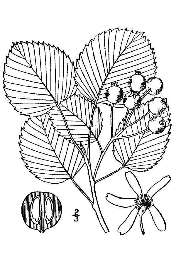 Botanical line illustration of Roundleaf Serviceberry (Amelanchier sanguinea) showing leaf shape and venation, a flower, fruit cluster, and seed cross-section