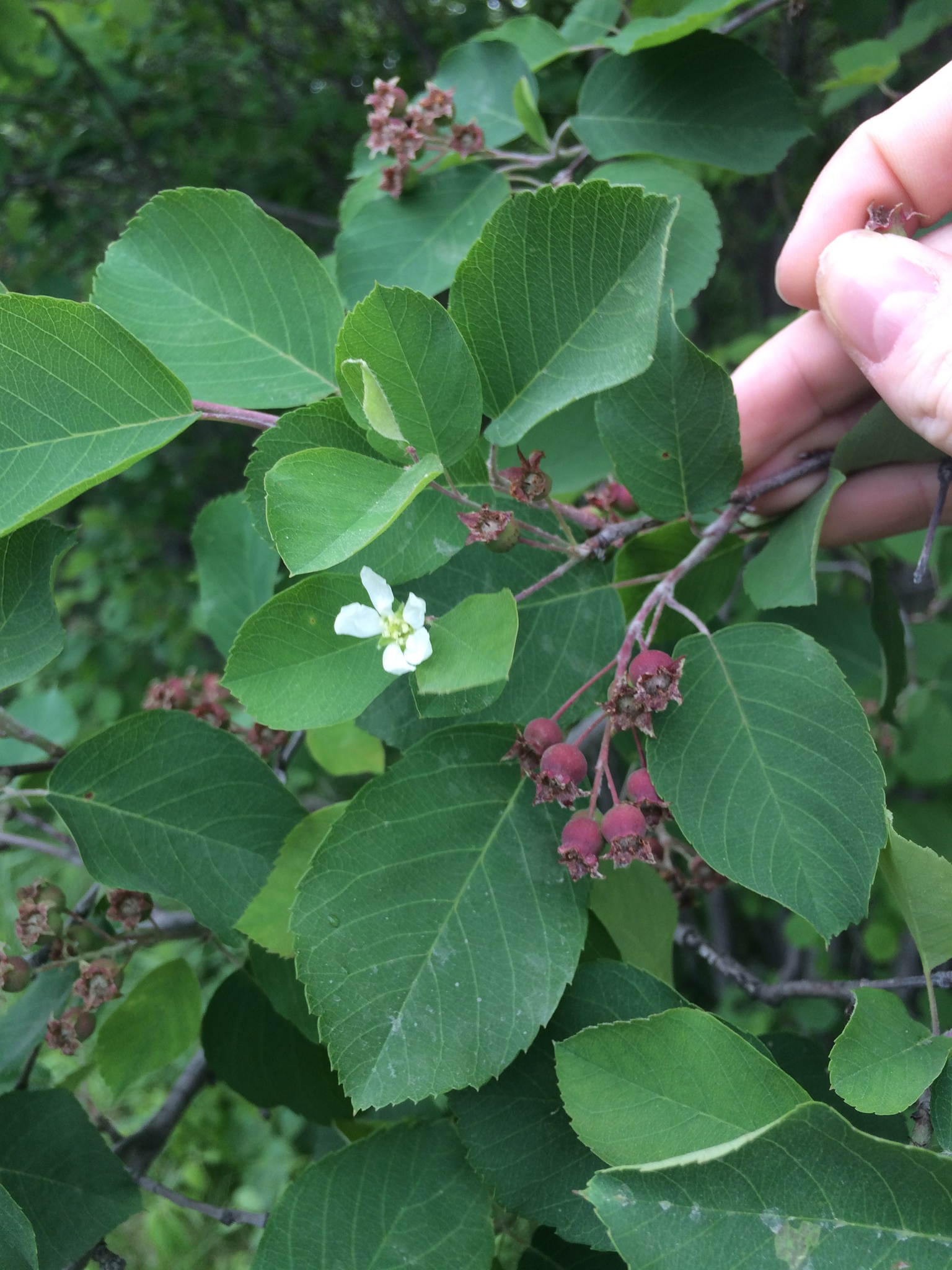Roundleaf Serviceberry (Amelanchier sanguinea) branch with rounded, coarsely toothed leaves, a white five-petaled flower, and clusters of ripening red-purple berries