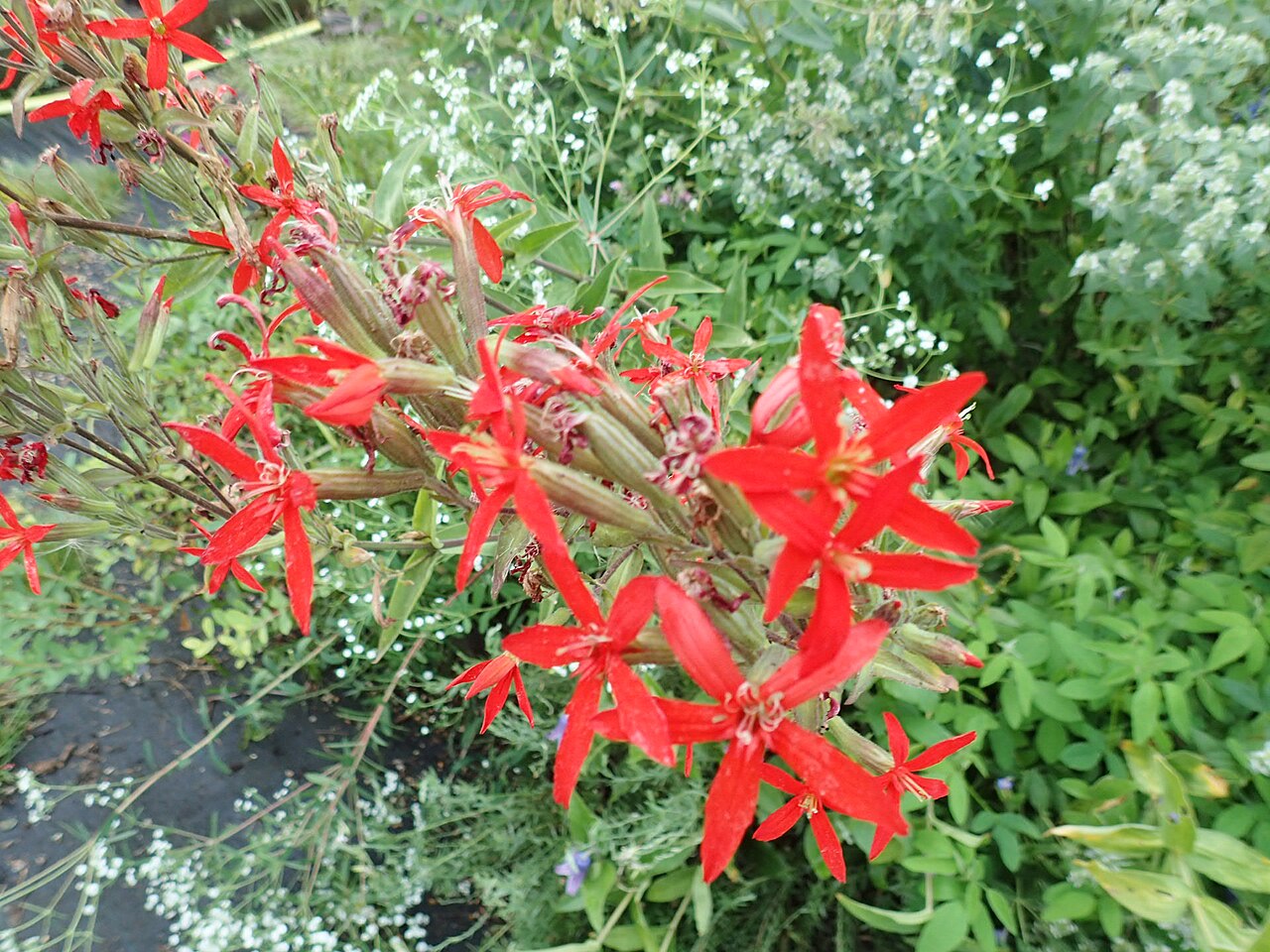 Royal Catchfly (Silene regia) - PlantNative.org Flowering stalk of Royal Catchfly (Silene regia) showing the full cluster of scarlet star-shaped flowers along the stem