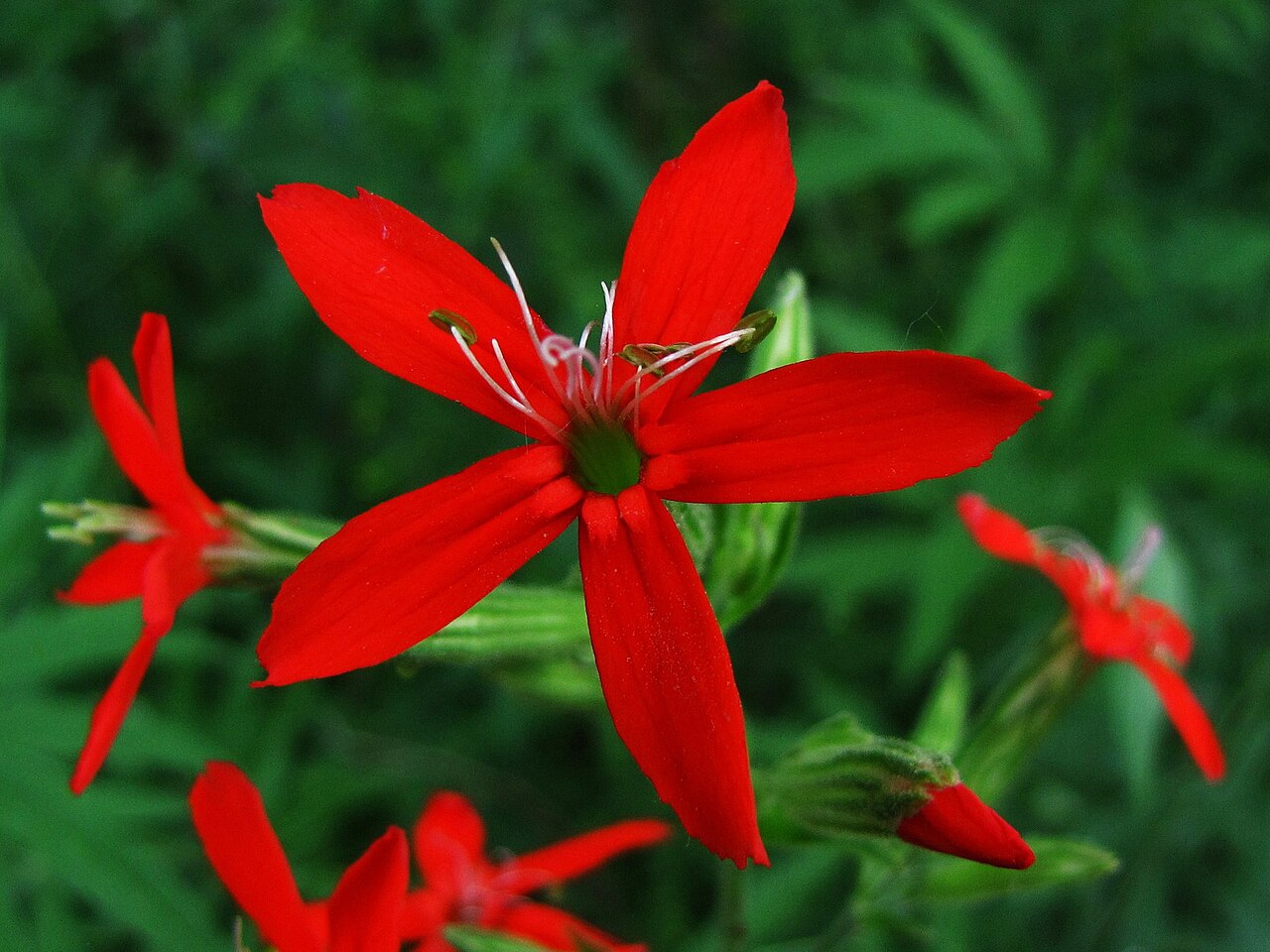 Royal Catchfly (Silene regia) - PlantNative.org Brilliant scarlet star-shaped flower of Royal Catchfly (Silene regia) with protruding white stamens