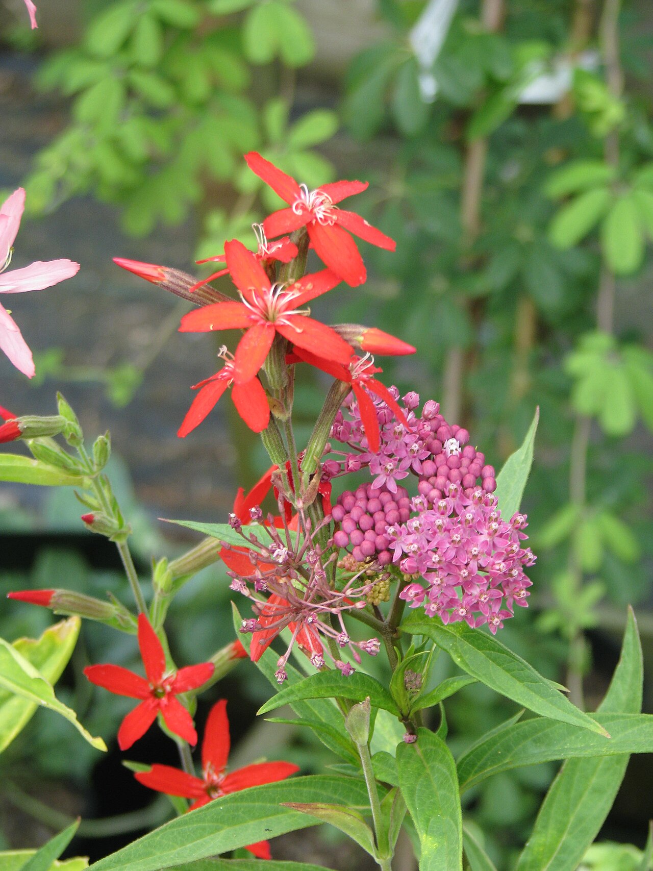 Royal Catchfly (Silene regia) - PlantNative.org Royal Catchfly (Silene regia) growing with swamp milkweed (Asclepias incarnata) in a native pollinator planting