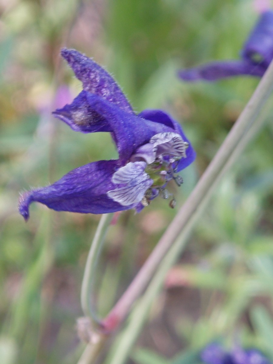 Royal Larkspur (Delphinium variegatum) - PlantNative.org Close-up of royal larkspur flower showing the deep blue-purple petals and white-mottled center