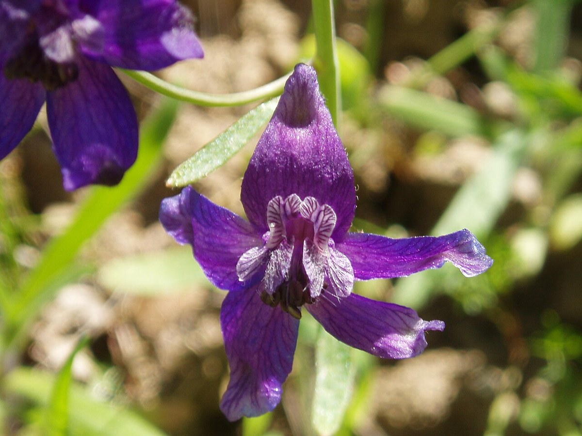 Royal Larkspur (Delphinium variegatum) - PlantNative.org Royal larkspur (Delphinium variegatum) deep blue-purple flowers with white-mottled centers at Morgan Territory, Contra Costa County, California