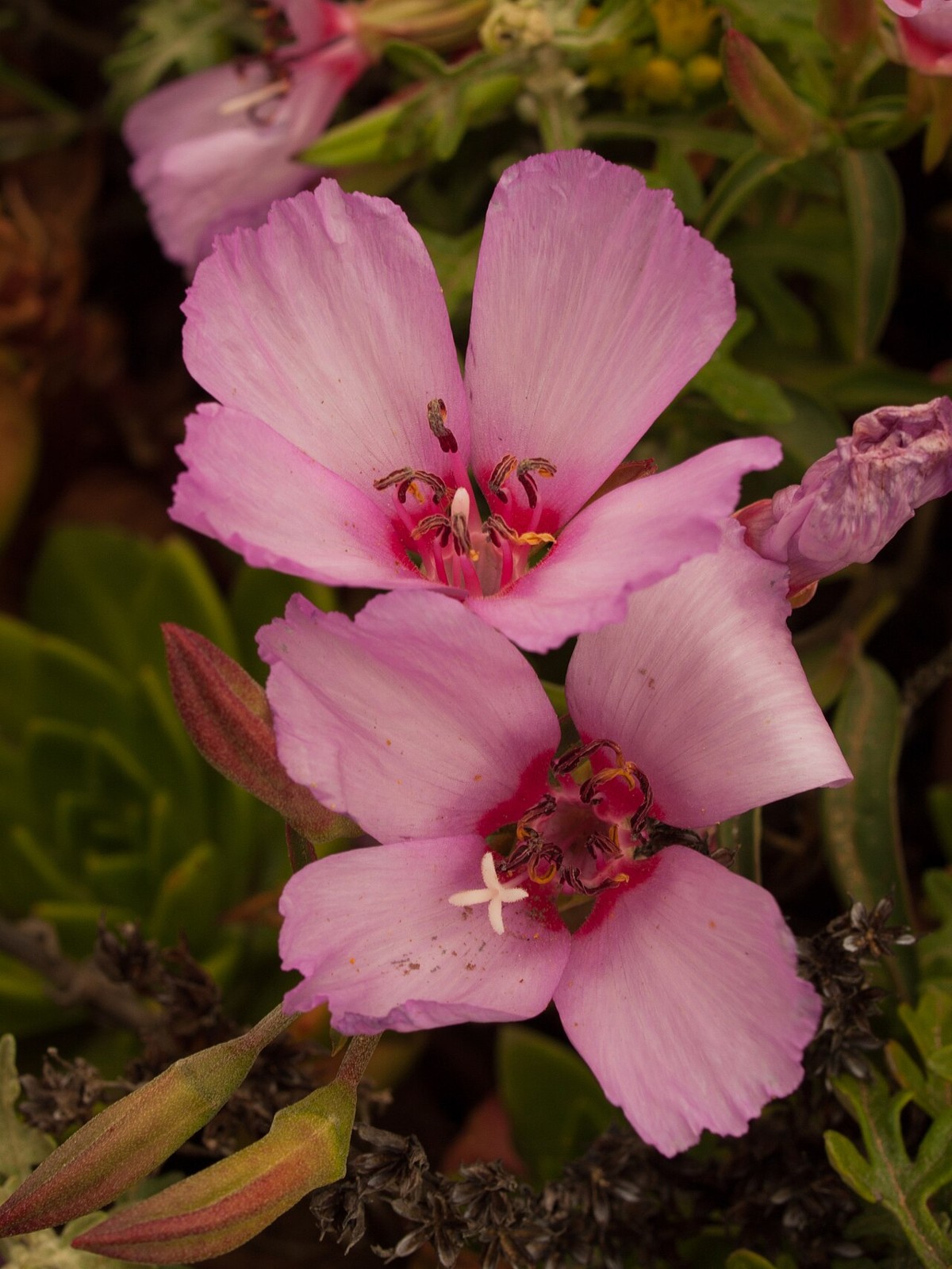 Ruby Chalice Clarkia (Clarkia rubicunda) - PlantNative.org Cluster of pale pink ruby chalice clarkia (Clarkia rubicunda) flowers blooming in a San Francisco garden setting