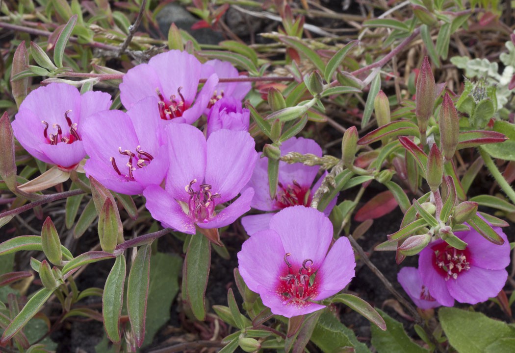 Ruby Chalice Clarkia (Clarkia rubicunda) - PlantNative.org Ruby chalice clarkia (Clarkia rubicunda) clump with multiple magenta cup-shaped flowers and narrow leaves