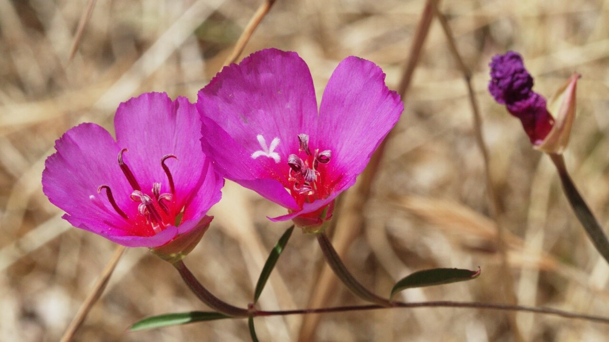 Ruby Chalice Clarkia (Clarkia rubicunda) - PlantNative.org Close-up of ruby chalice clarkia (Clarkia rubicunda) flowers showing wide magenta petals with deep ruby-red throats and a dark unopened bud
