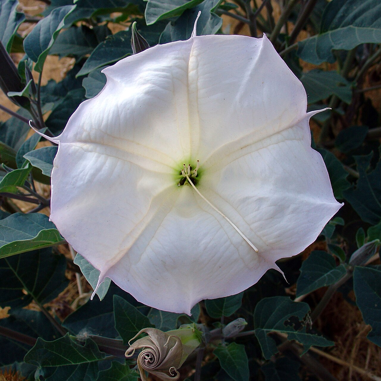 Close-up of a sacred datura (Datura wrightii) white trumpet flower fully open, showing the pleated petal lobes and central stamens