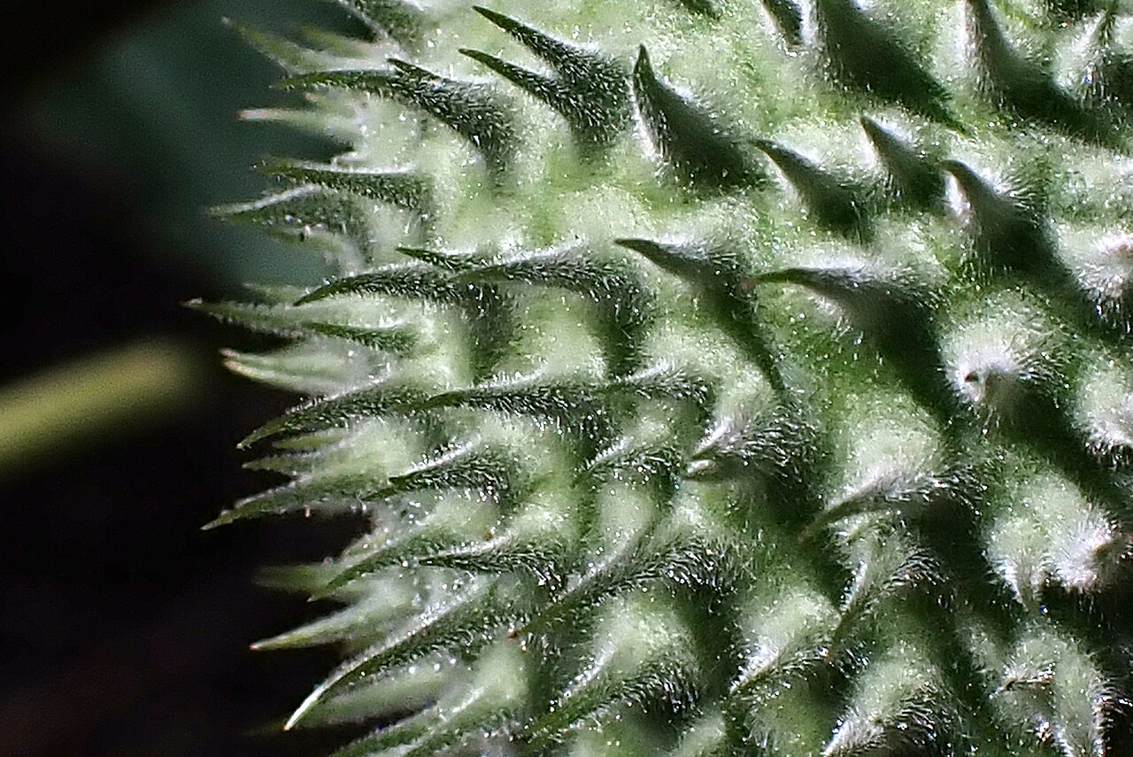 Close-up of the spiny, globe-shaped seed capsule of sacred datura (Datura wrightii)