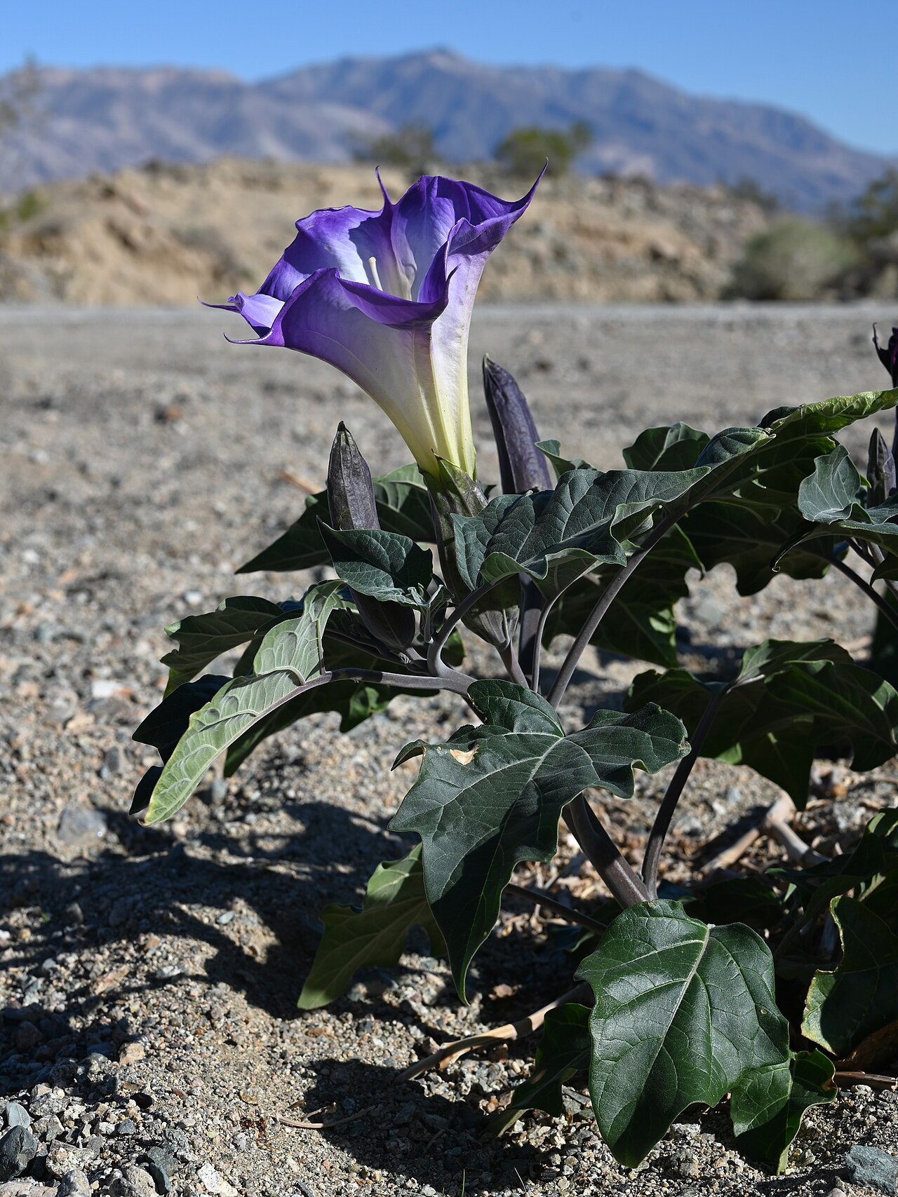 Sacred datura (Datura wrightii) plant with large purple-edged white trumpet flower growing in rocky desert ground