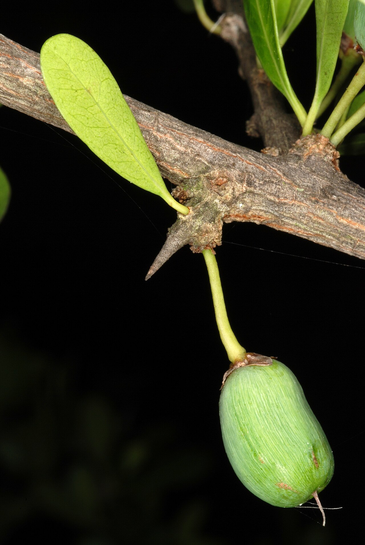 Saffron Plum (Sideroxylon celastrinum) - PlantNative.org Single green unripe fruit of Saffron Plum (Sideroxylon celastrinum) hanging near a sharp branch spine