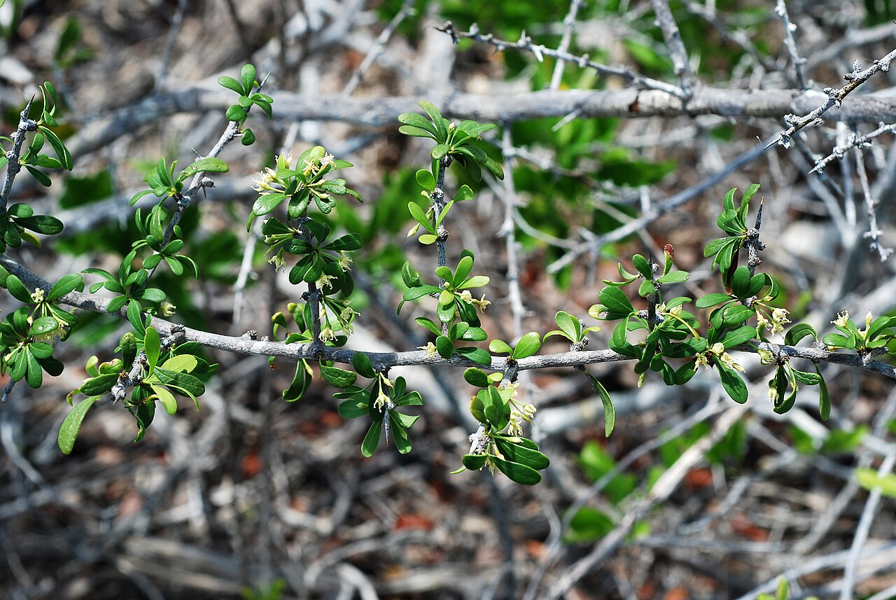 Saffron Plum (Sideroxylon celastrinum) - PlantNative.org Saffron Plum (Sideroxylon celastrinum) thorny shrub branches with small clustered glossy leaves