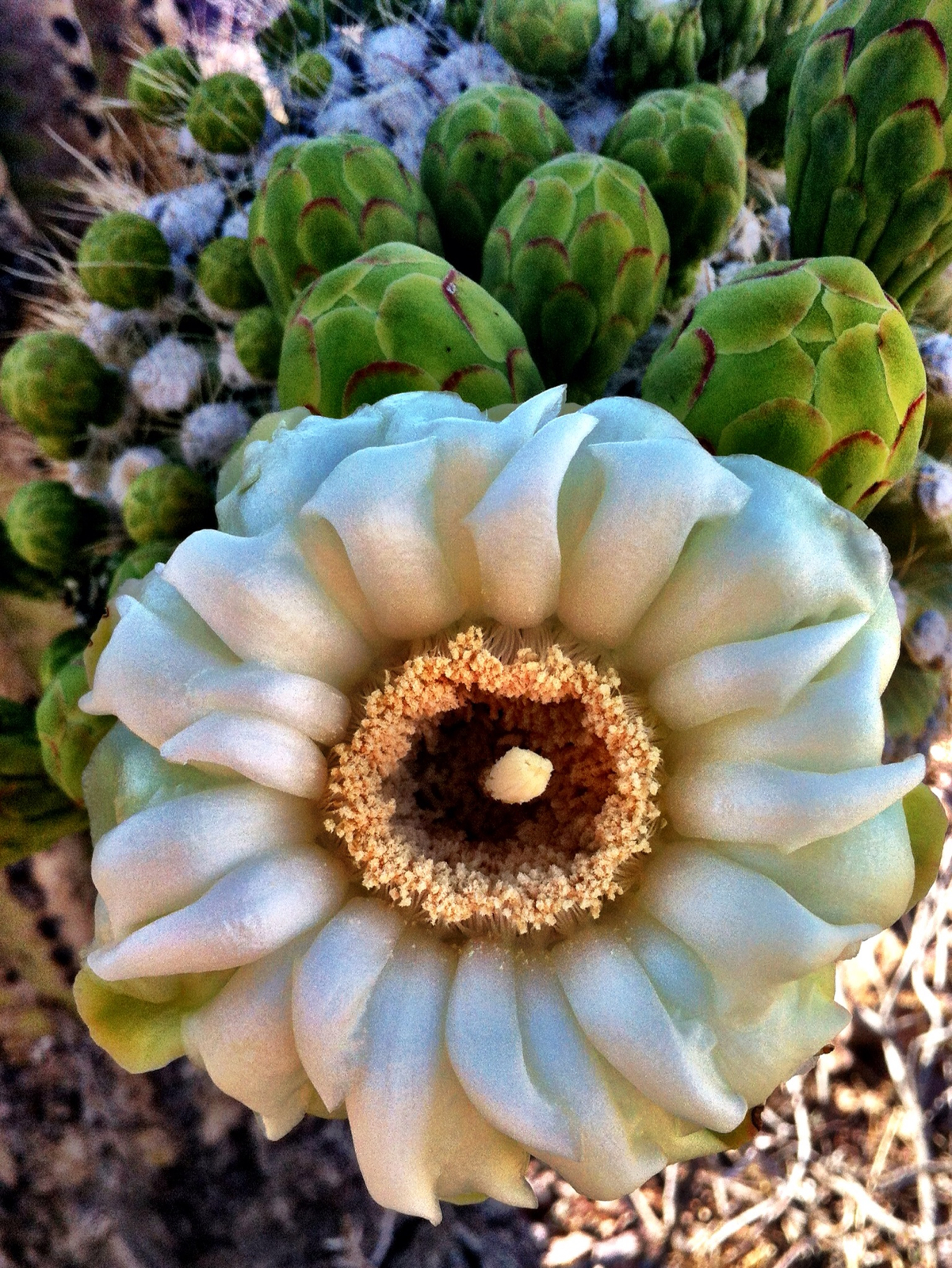 Saguaro (Carnegiea gigantea) - PlantNative.org Creamy white waxy saguaro (Carnegiea gigantea) flower with a golden ring of stamens, surrounded by green flower buds