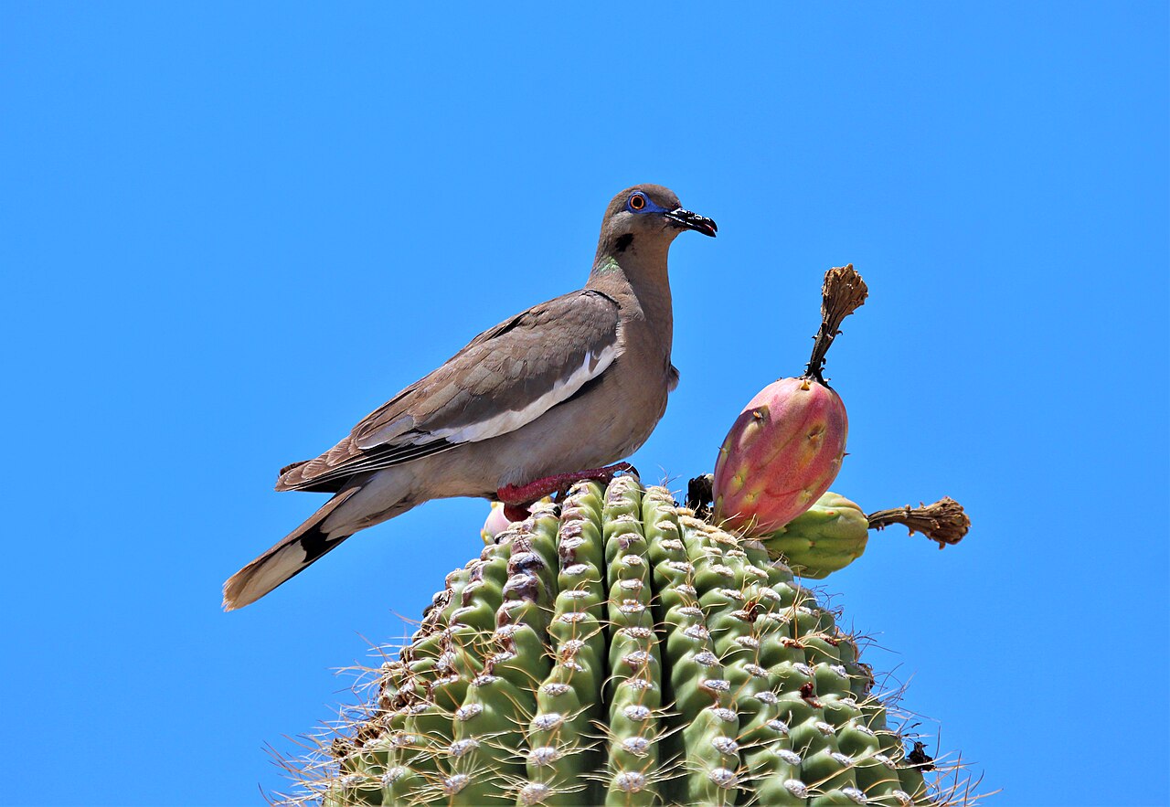 Saguaro (Carnegiea gigantea) - PlantNative.org White-winged dove perched on top of a saguaro (Carnegiea gigantea) next to a ripening red saguaro fruit