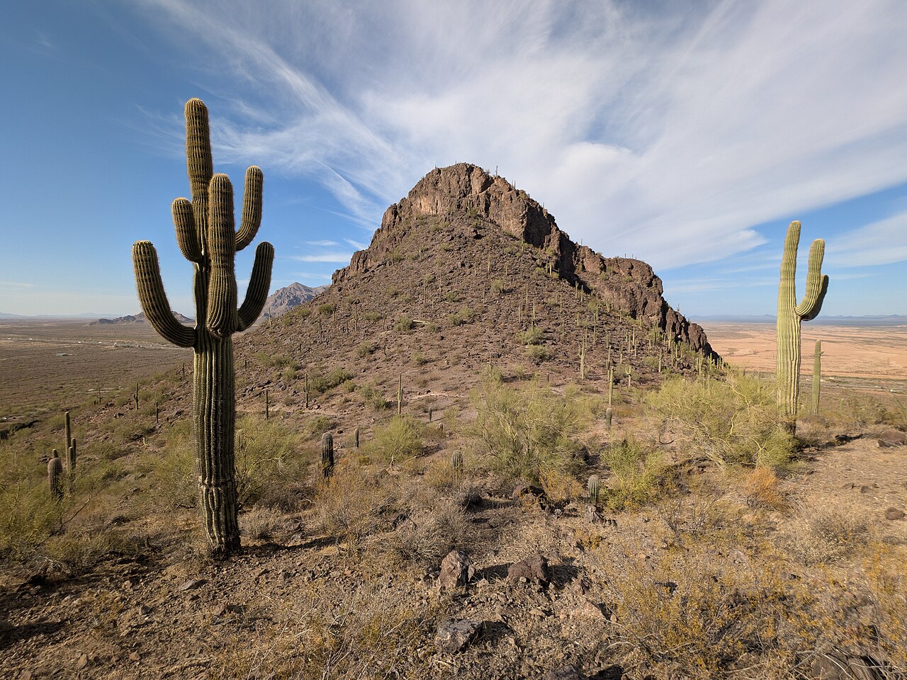 Saguaro (Carnegiea gigantea) - PlantNative.org Tall many-armed saguaro cactus (Carnegiea gigantea) on a rocky desert hillside at Picacho Peak State Park, Arizona
