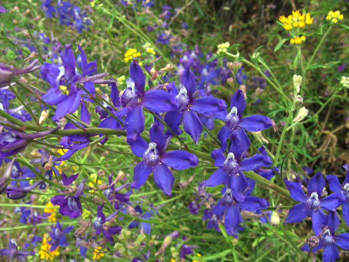 San Bernardino larkspur (Delphinium parryi) flowers in chaparral habitat on the Mishe Mokwa Trail in the Santa Monica Mountains, California